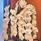 お客様からのお祝い