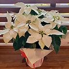 お客様からのお祝い